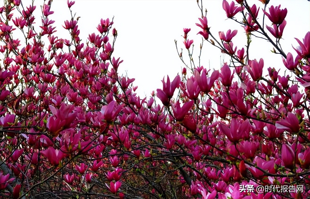 南召县云阳镇产业,南召县云阳镇经济发展