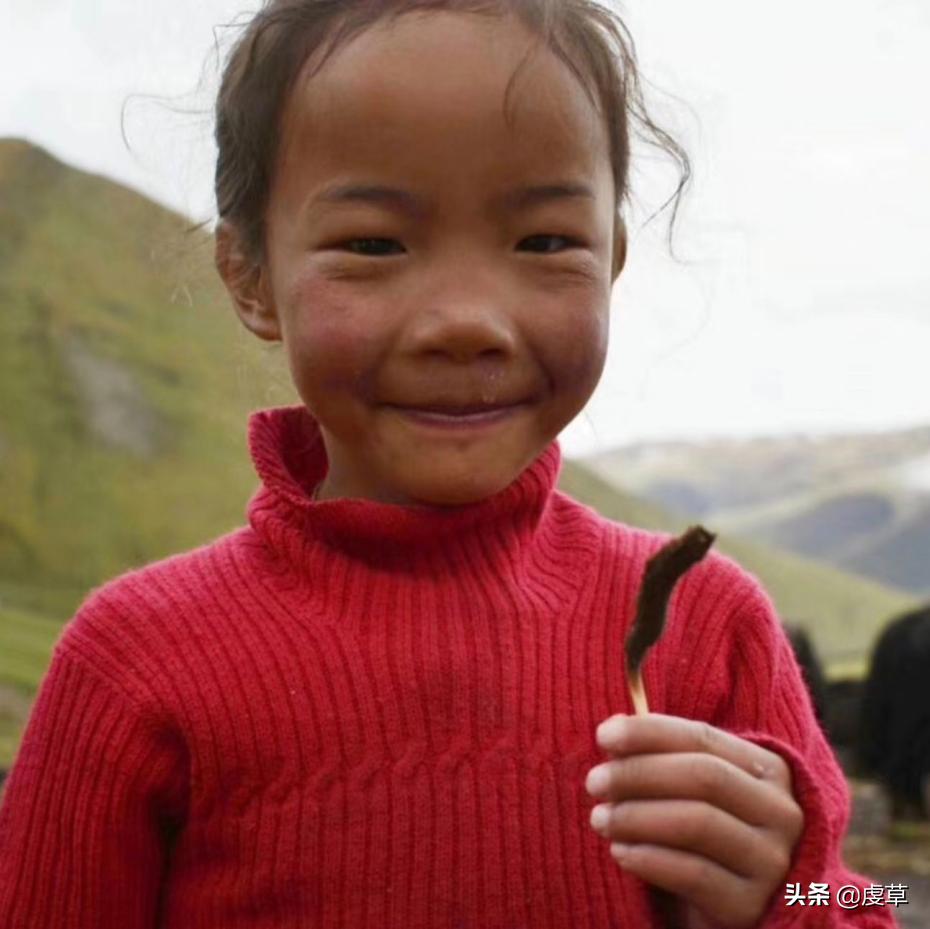 鲜虫草正当季,鲜虫草采收