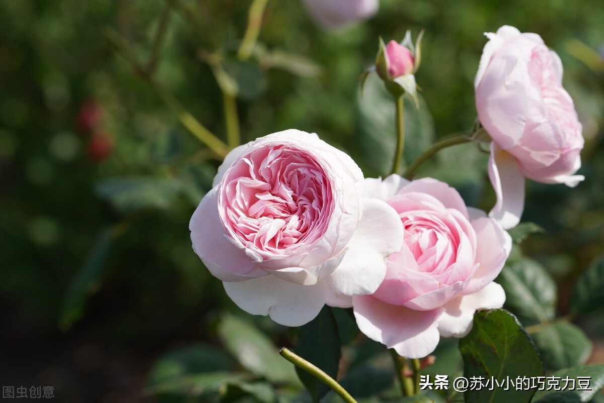 绿萝怎么养才能更旺盛加酱油,用酱油养绿萝怎么样