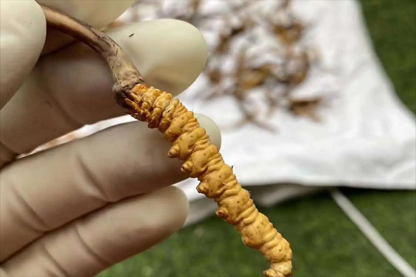 冬虫夏草发霉了还能吃吗,冬虫夏草发霉了怎么办