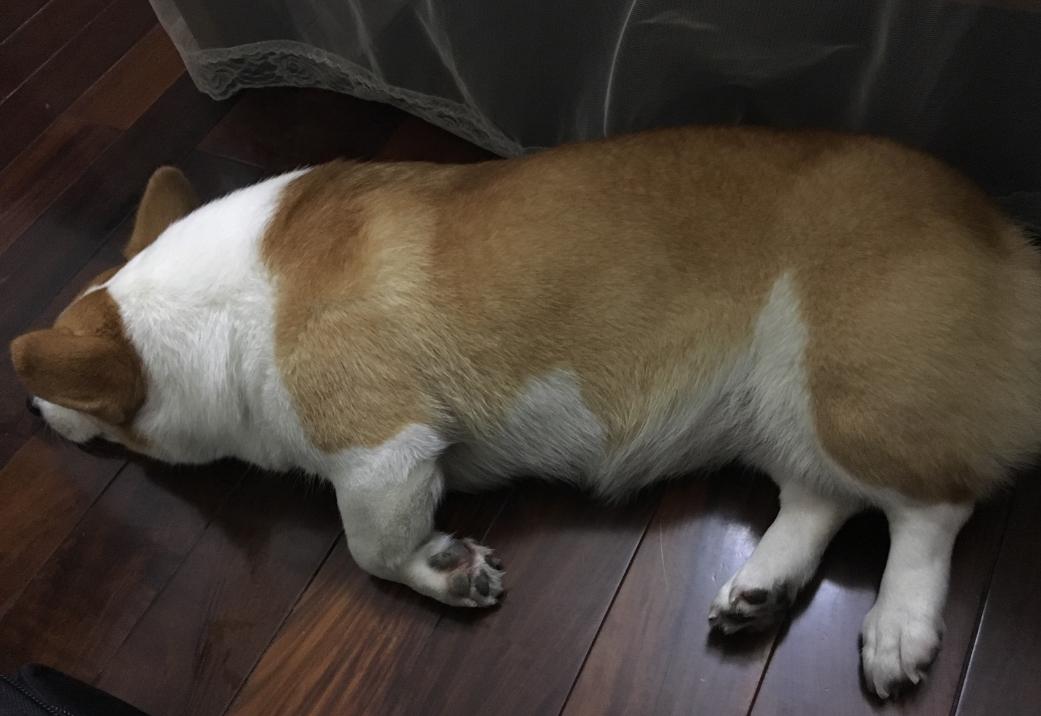 怎么纠正柯基吃狗粮的方法,柯基幼年吃多少狗粮够合适