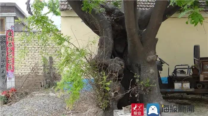 成武县古树,临武县古树