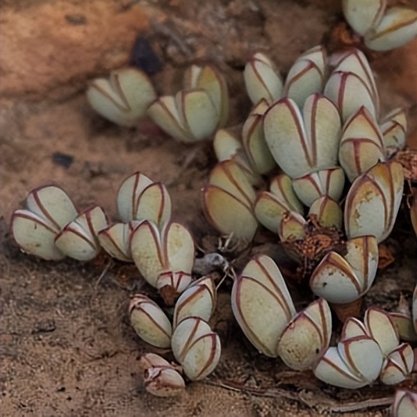 102个大类近500个多肉植物图片，都极其美丽，建议在家中也养一盆
