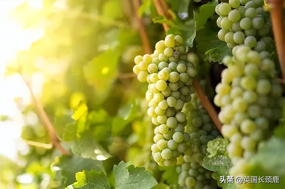 每次买葡萄酒满头问号瞎买？红白葡萄酒大科普：英国好酒推荐