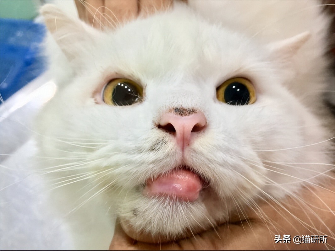 猫咪嘴巴突然肿了怎么办？真不是上火