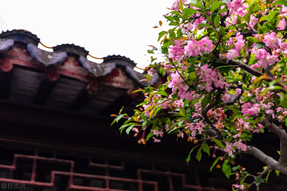 苏州园林春日风景,春天的苏州园林美醉啦