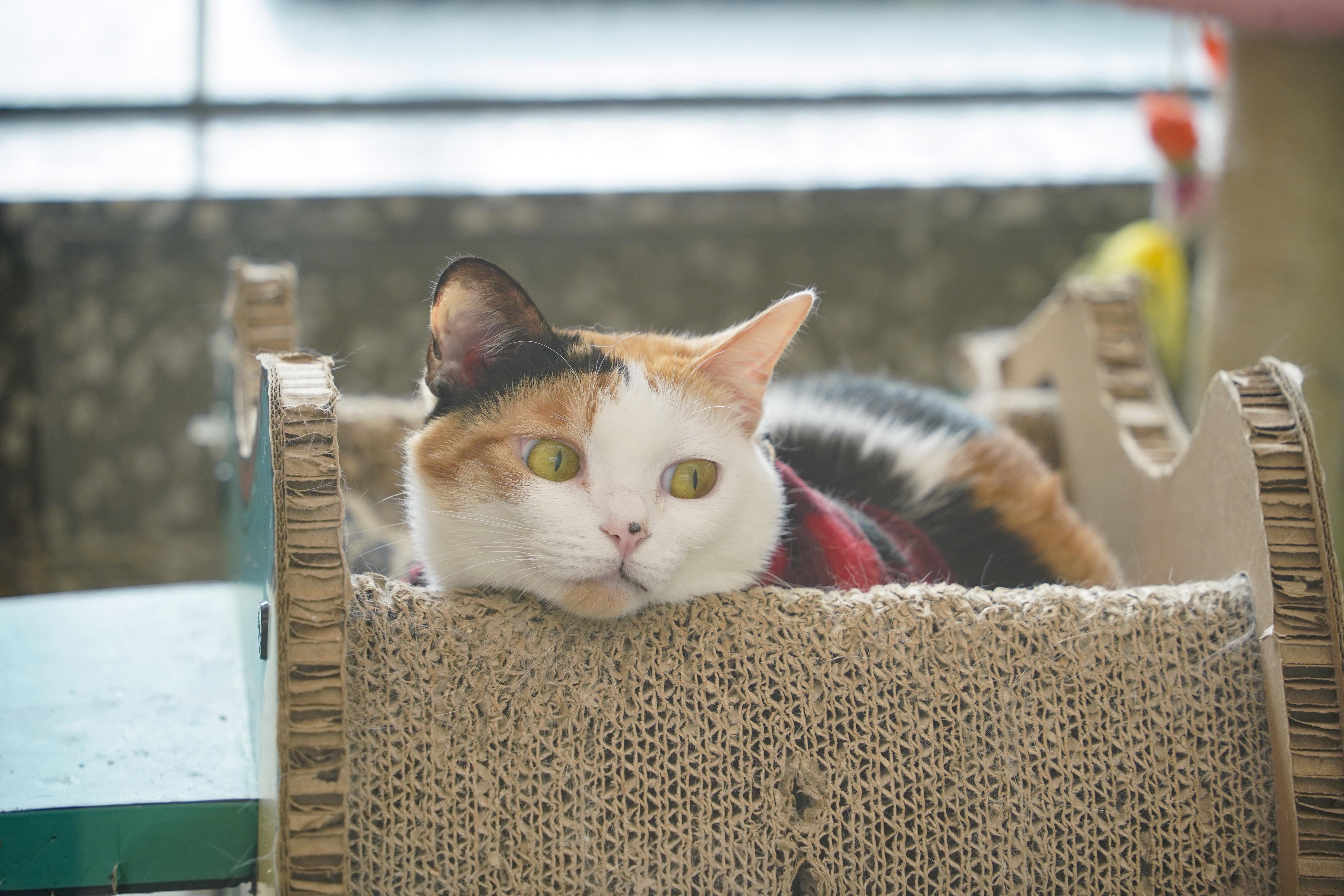 你就宠他吧谐音,你就宠他吧在线阅读