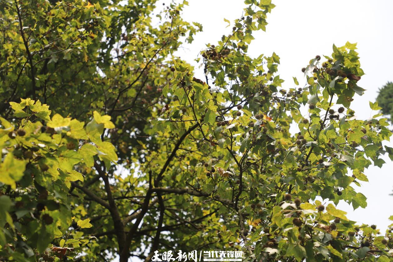 千园之城贵阳公园,千园之城贵阳绝美视频