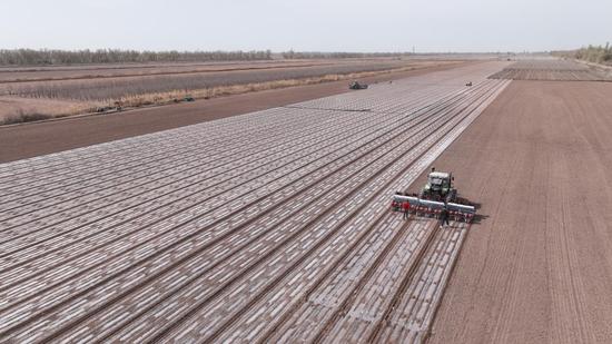 棉花干播湿出技术推广,库尔勒尉犁县棉花干播湿出技术
