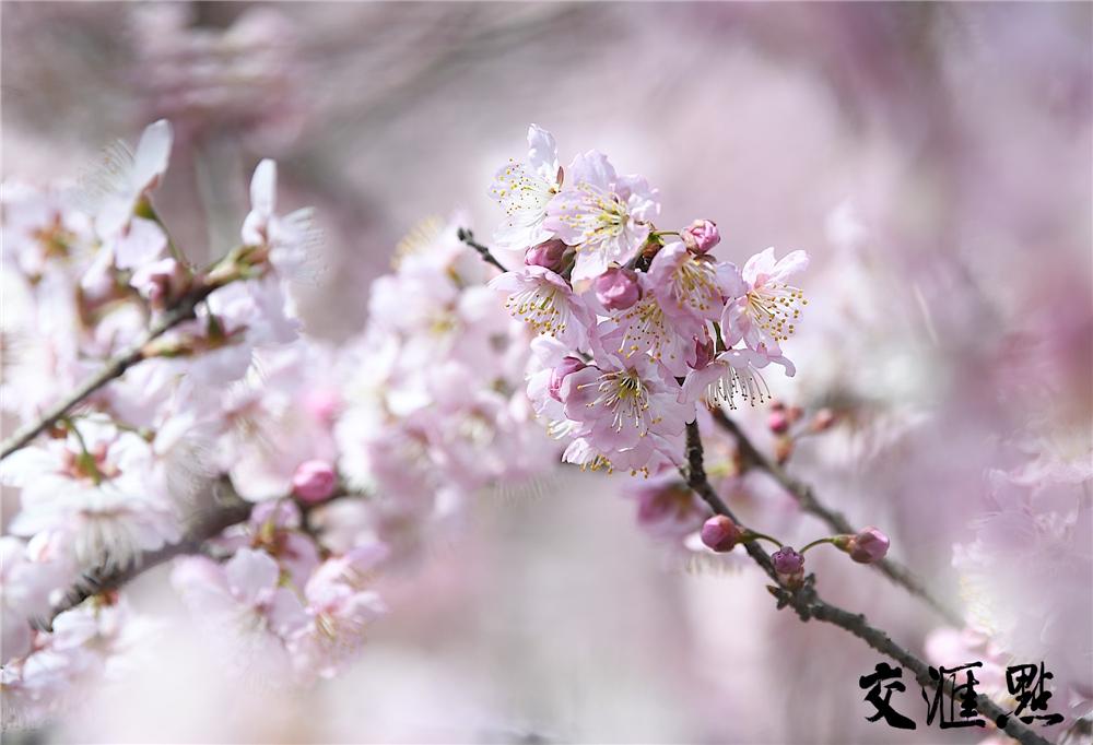 好奇点︱“朵朵开”“挤着开”“低头开”……长得差不多的花这些动作“出卖”了它