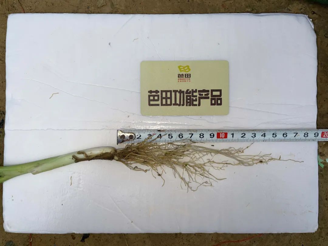 用芭田复合肥种花生好吗,芭田肥料优缺点