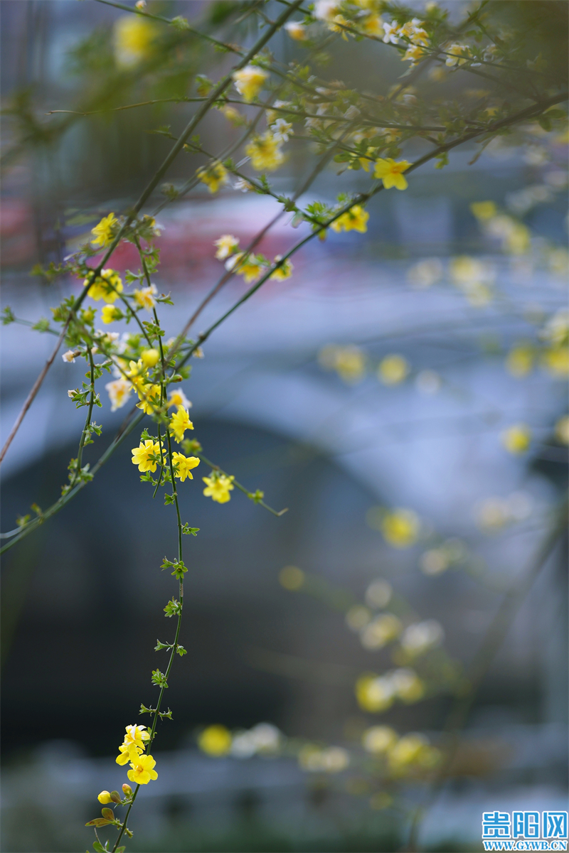 多彩贵州花漾中国走进黔西南,多彩贵州花漾中国兴义