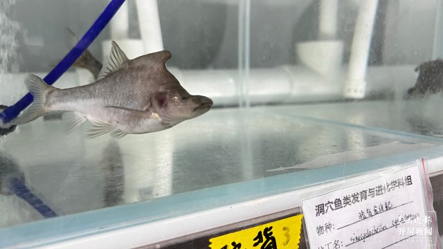 溶洞鱼没眼睛,洞穴鱼为什么会退化