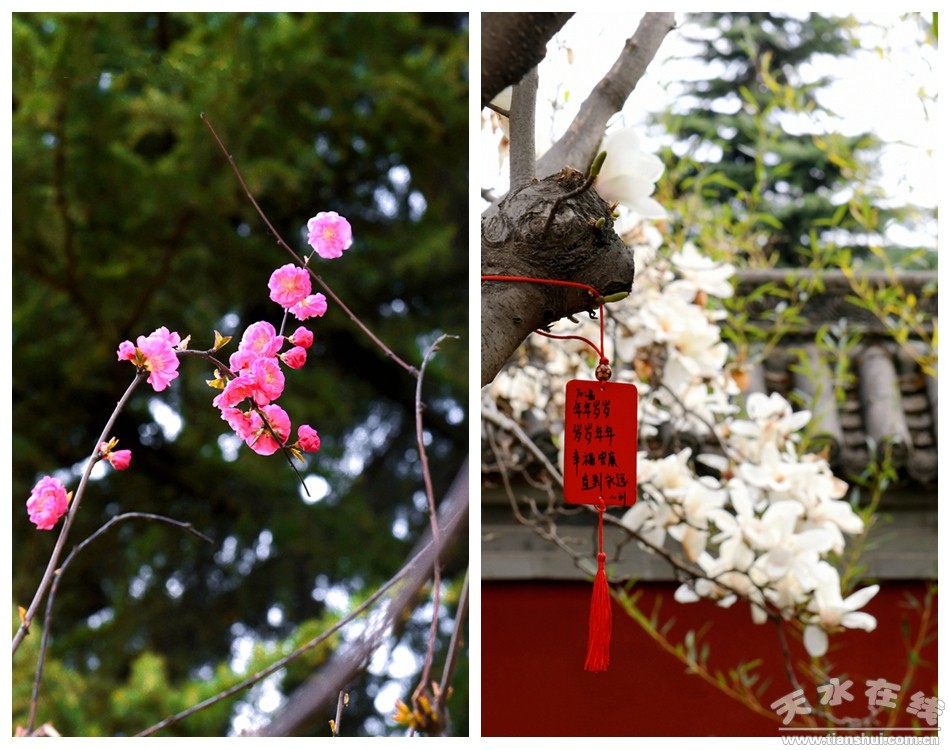 辰龙年逛龙城谒祖庙尝美食——春天与您相约天水伏羲庙