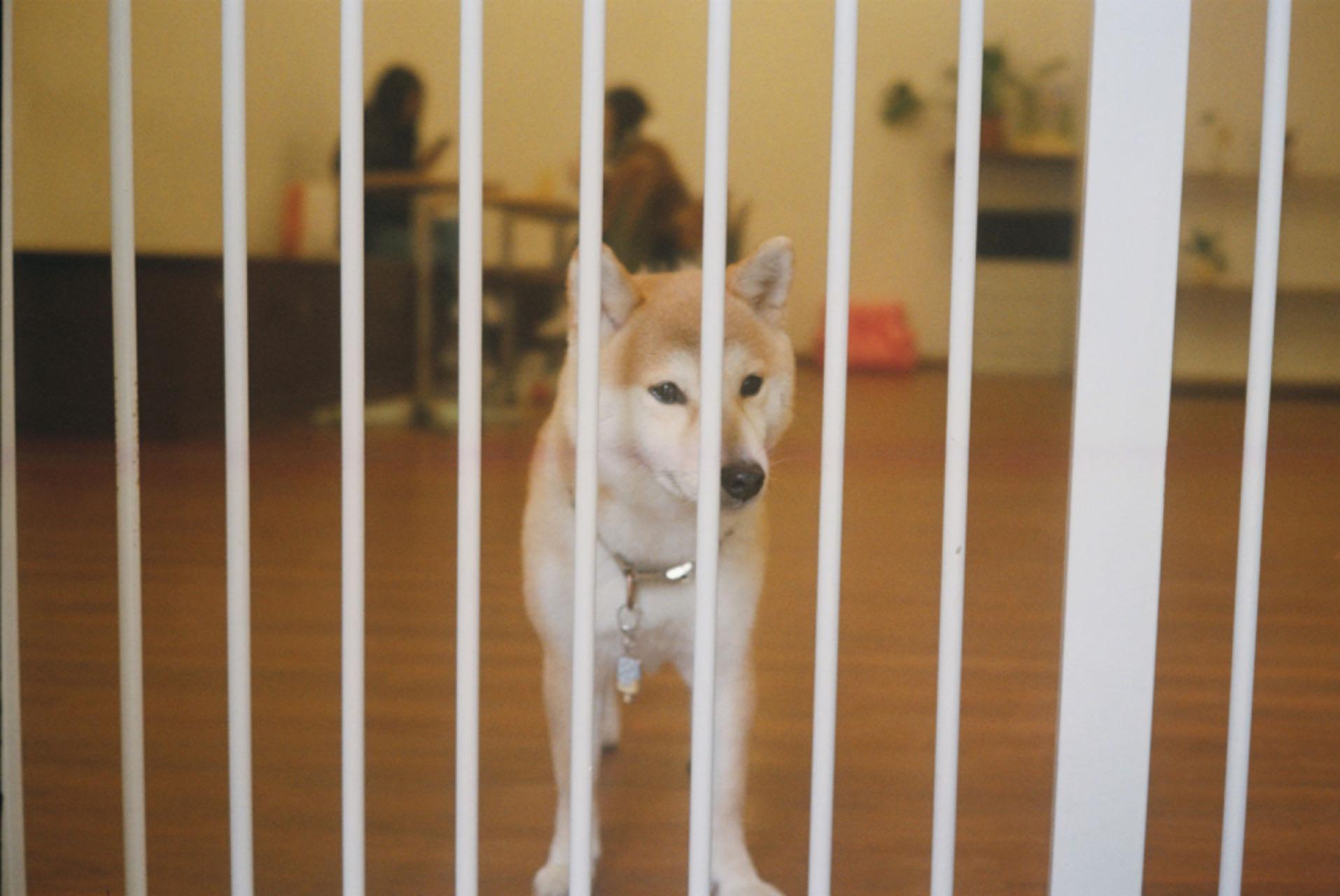 你就宠他吧谐音,你就宠他吧在线阅读