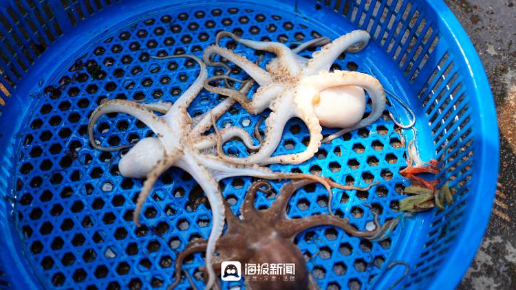 2023日照港海鲜最新报价,日照港海鲜最新价格今天