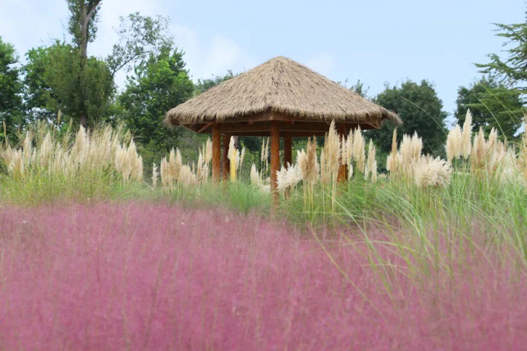 郑州最强赏花攻略出炉,郑州航空港赏花