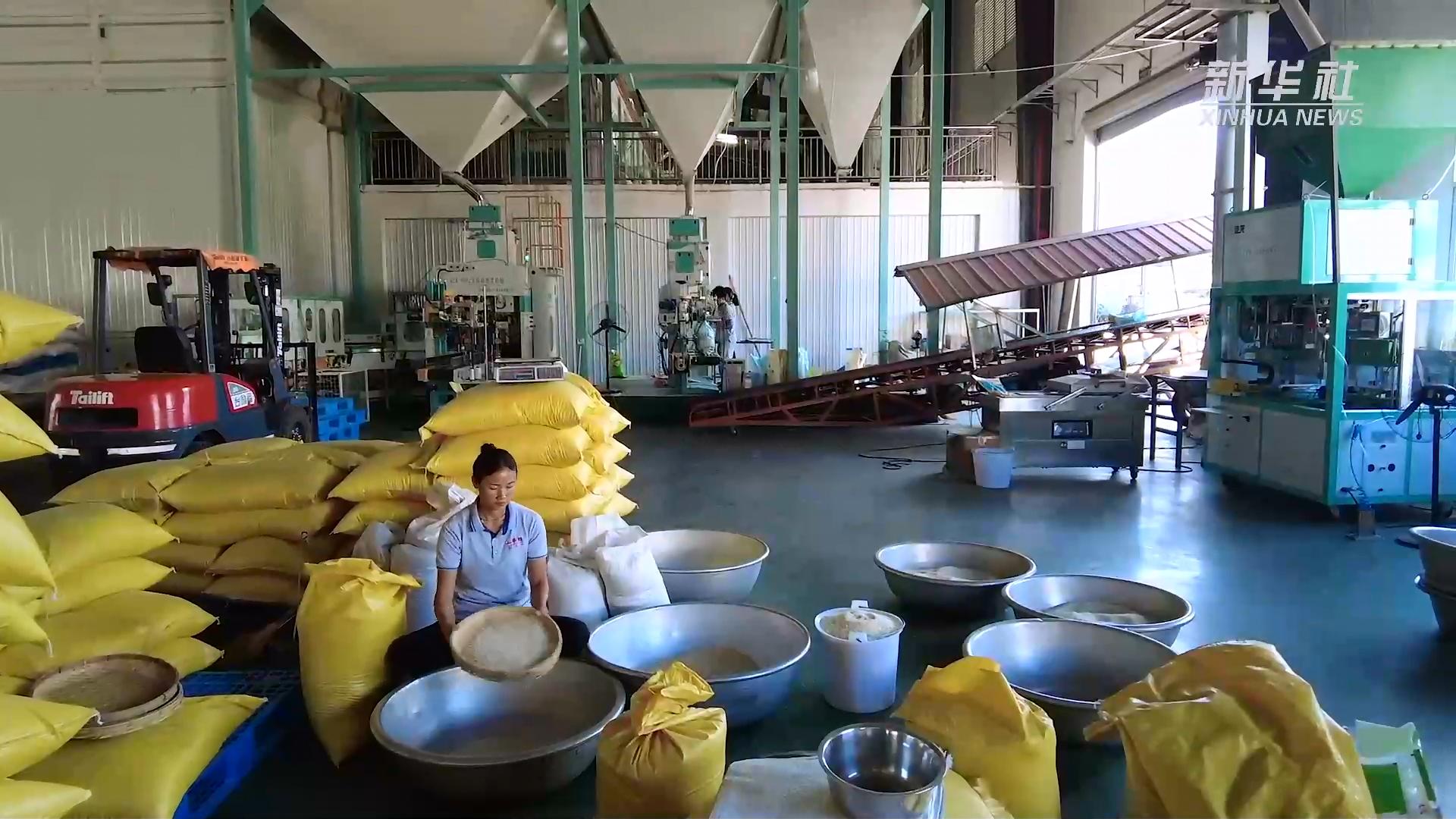 芒市遮放贡米,云南芒市遮放贡米迎丰收