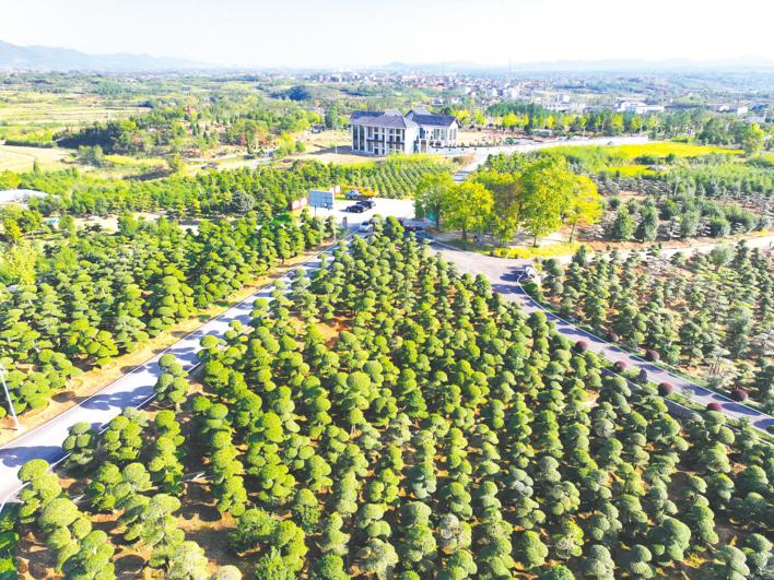 对节白蜡批发基地京山孙桥镇,湖北京山孙桥镇对节白蜡盆景价格