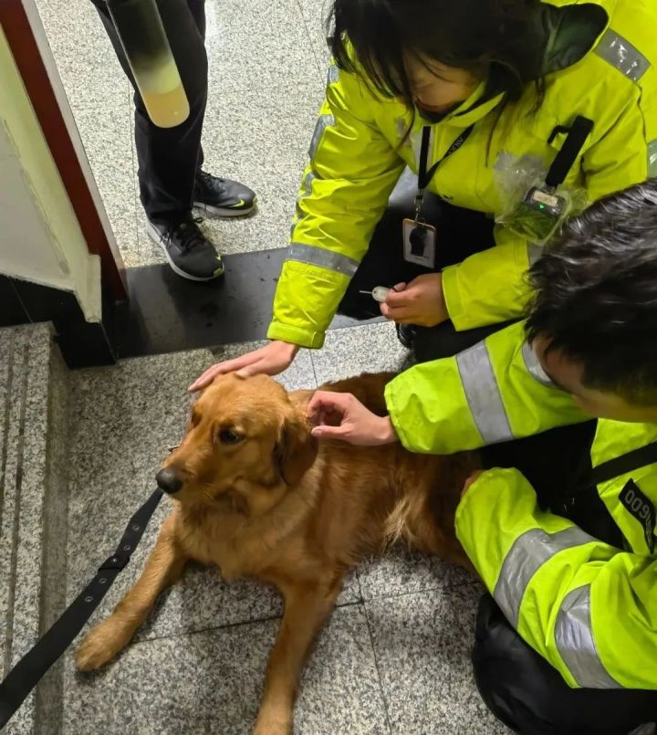 杭州突降暴雨道路积水事件,暴雨里的金毛