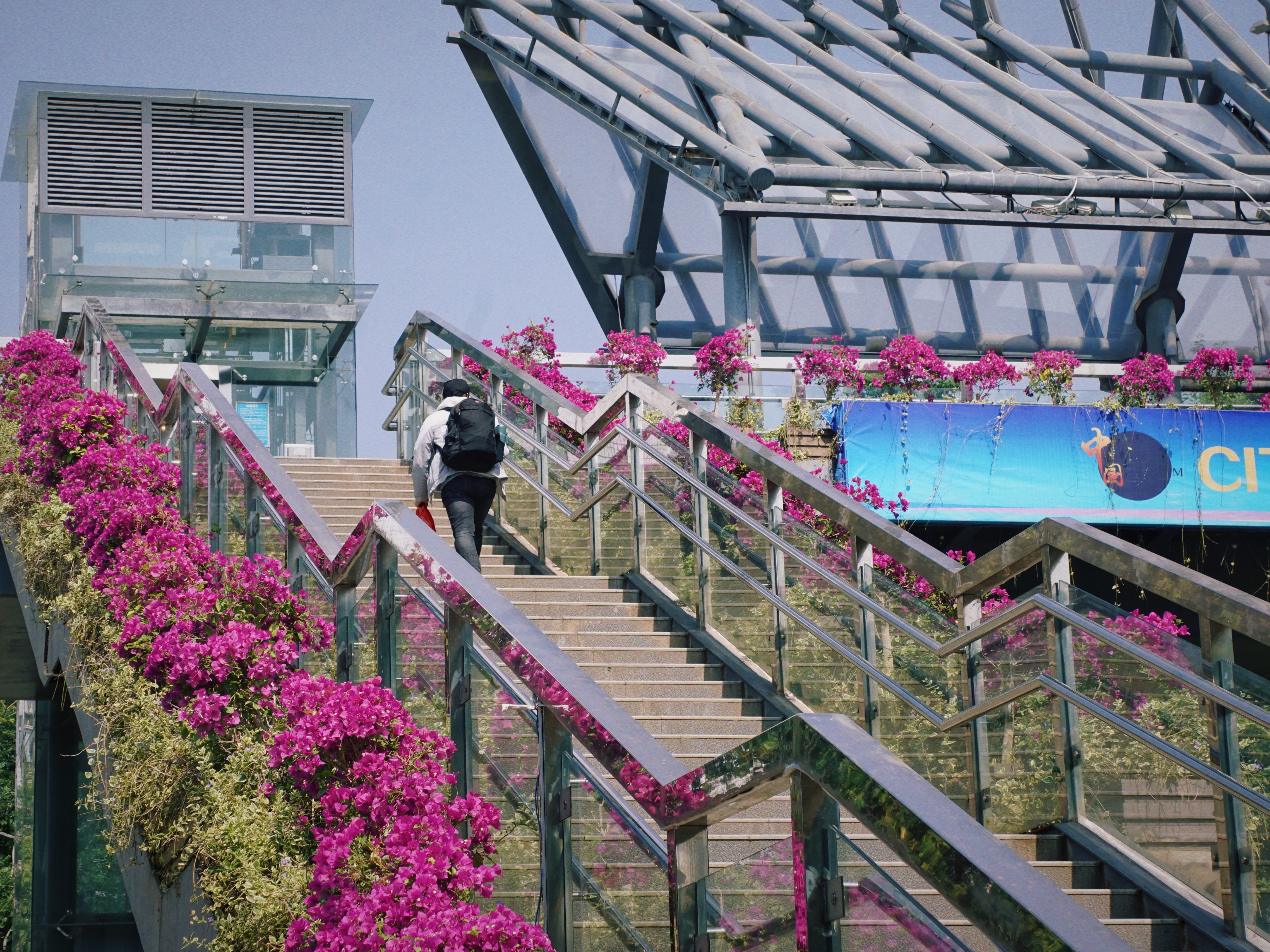 昆明繁花似锦的绿化带专打“高端局”他们在背后“上大分”