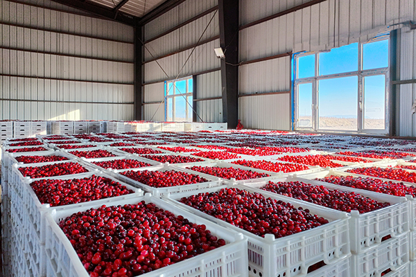 黑龙江蔓越莓特产事件,黑龙江有蔓越莓本地人不知道