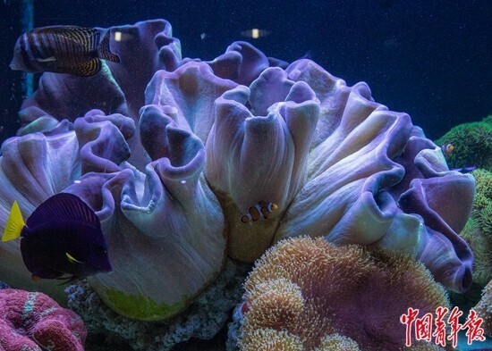 爱拼才会美丽,爱拼才会赢沙鸥