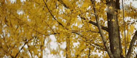 广东唯一能看到雪的地方,最靠近广东会下雪的城市