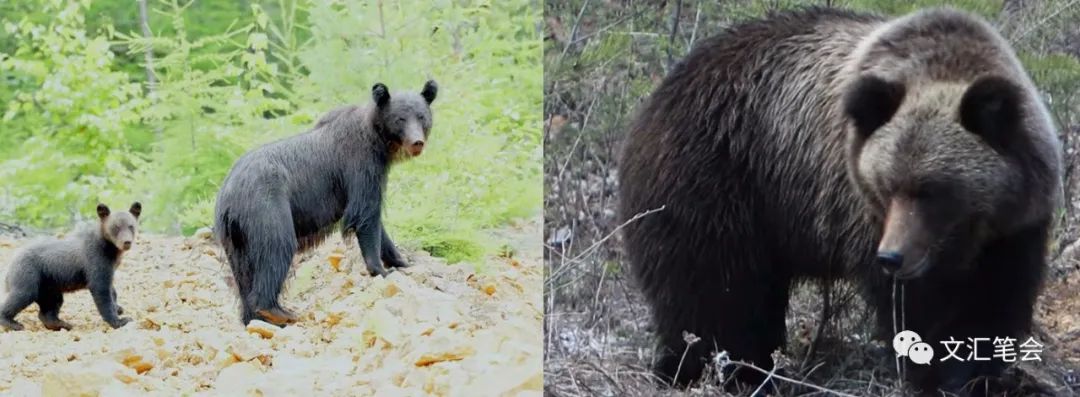 内蒙古呼伦贝尔额尔古纳河,呼伦贝尔原始森林旅游路线图