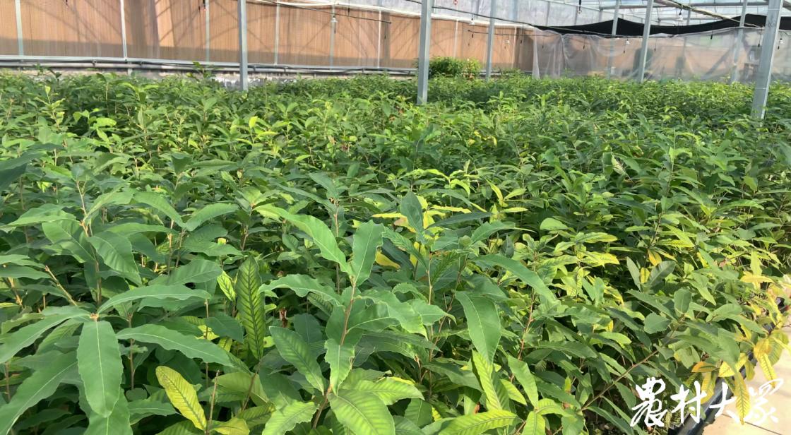 先试验后示范再推广,先试点后推广体现了什么东西