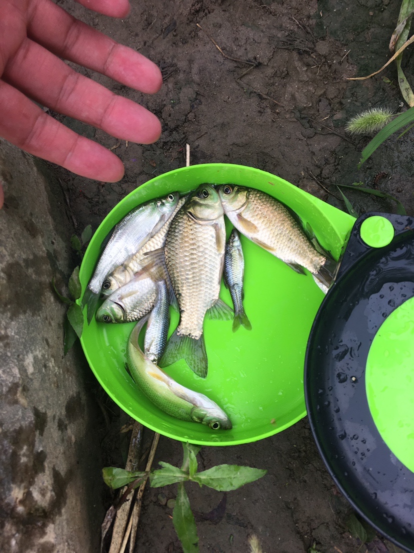 玉米面总是揉不成团,玉米面不筋道怎么办