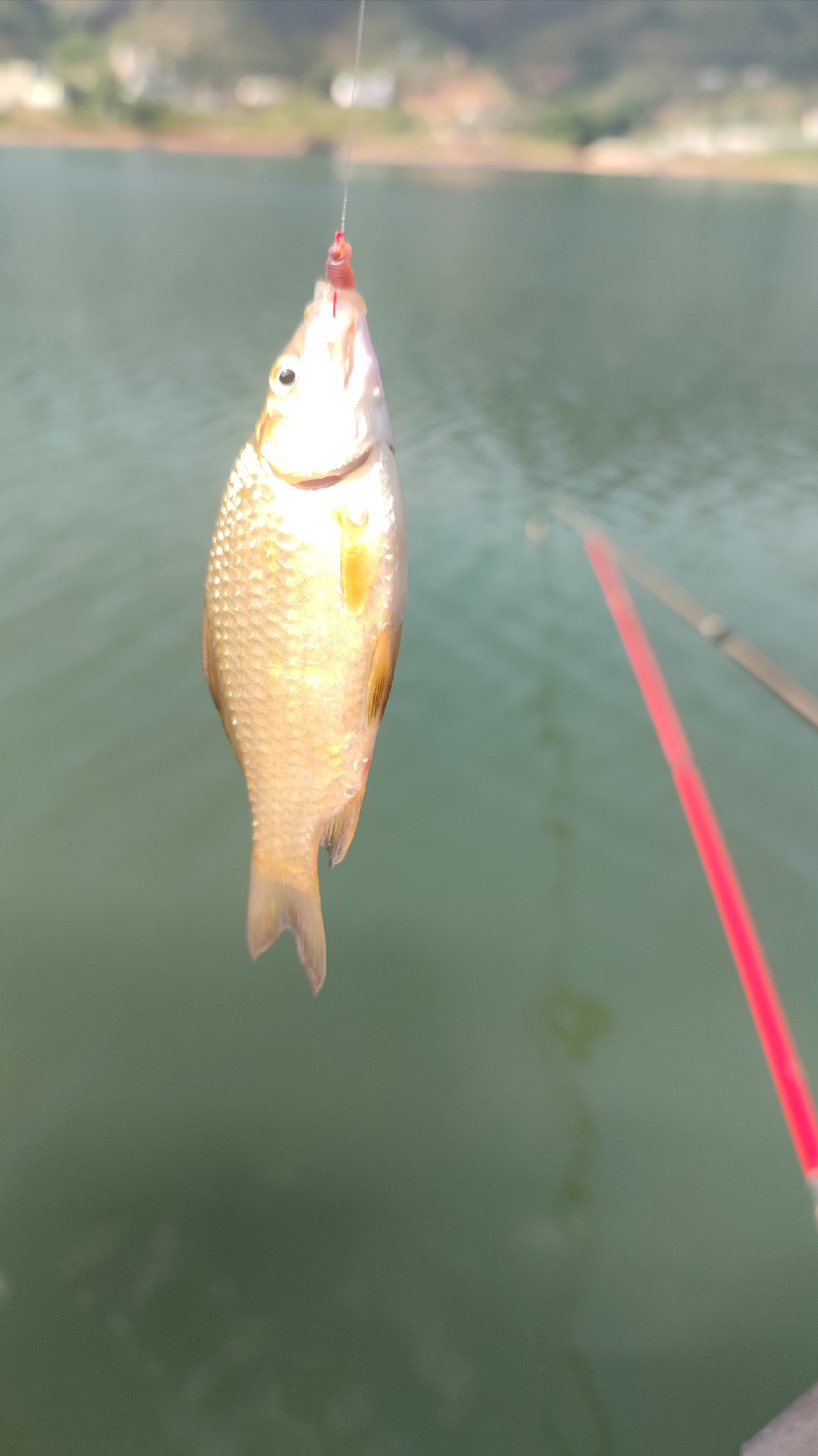 梅子姐这次选了没有打窝的钓位，渔获究竟如何呢