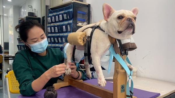 法斗在家泡药浴,自己在家给法斗泡药浴