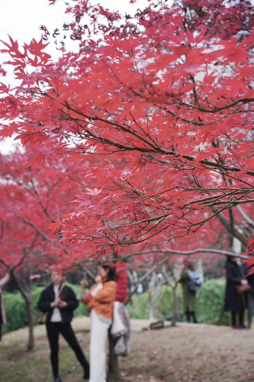 你看，公园“脸红”了