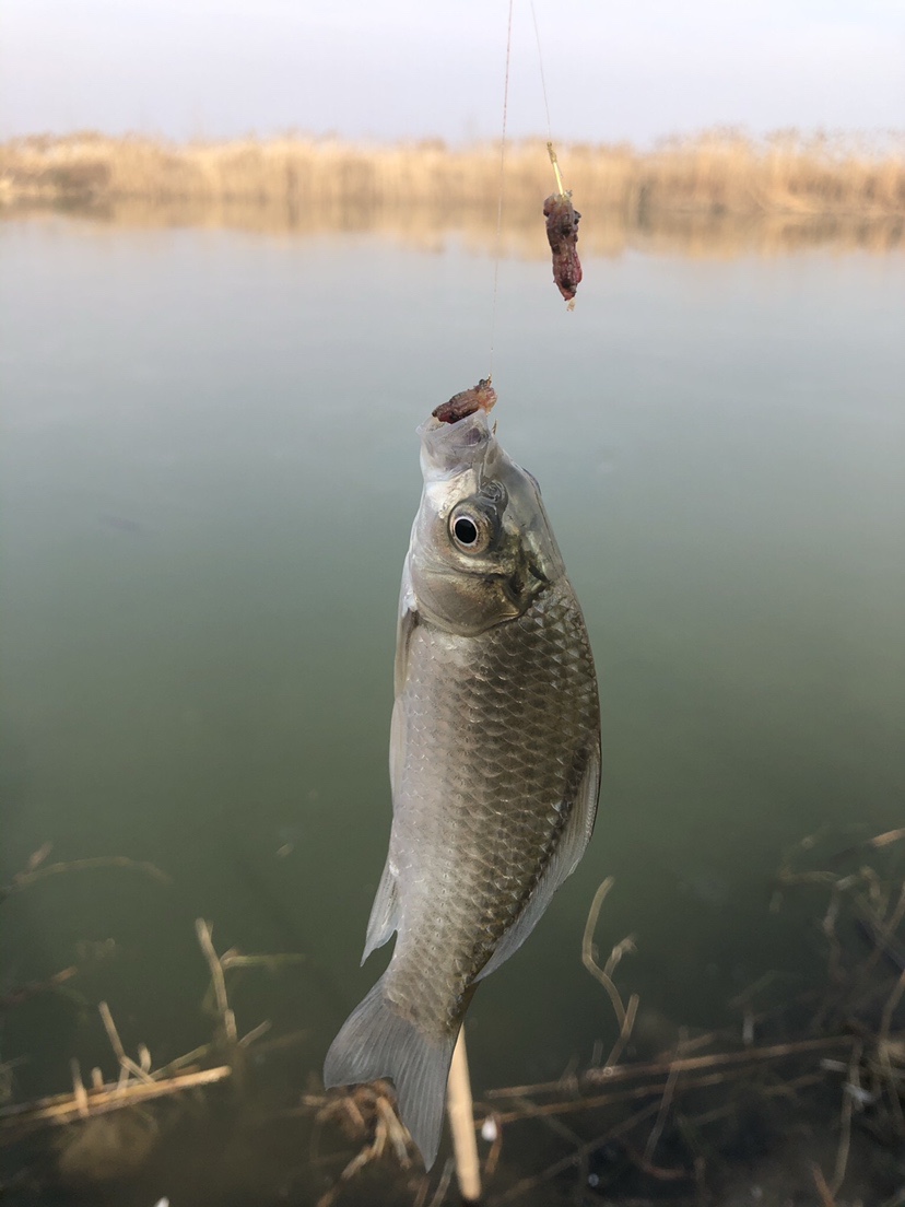 冰钓沉浸式体验,第一次体验冰钓视频