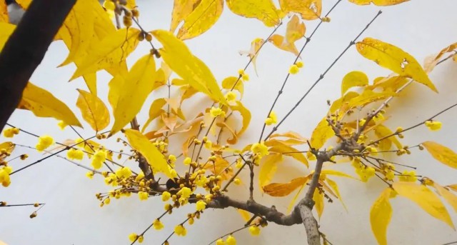 苏州赏腊梅最佳去处,苏州腊梅观赏攻略