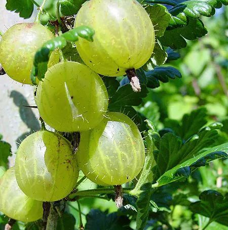 激素草莓是空心的吗,草莓畸形空心是用了激素了吗