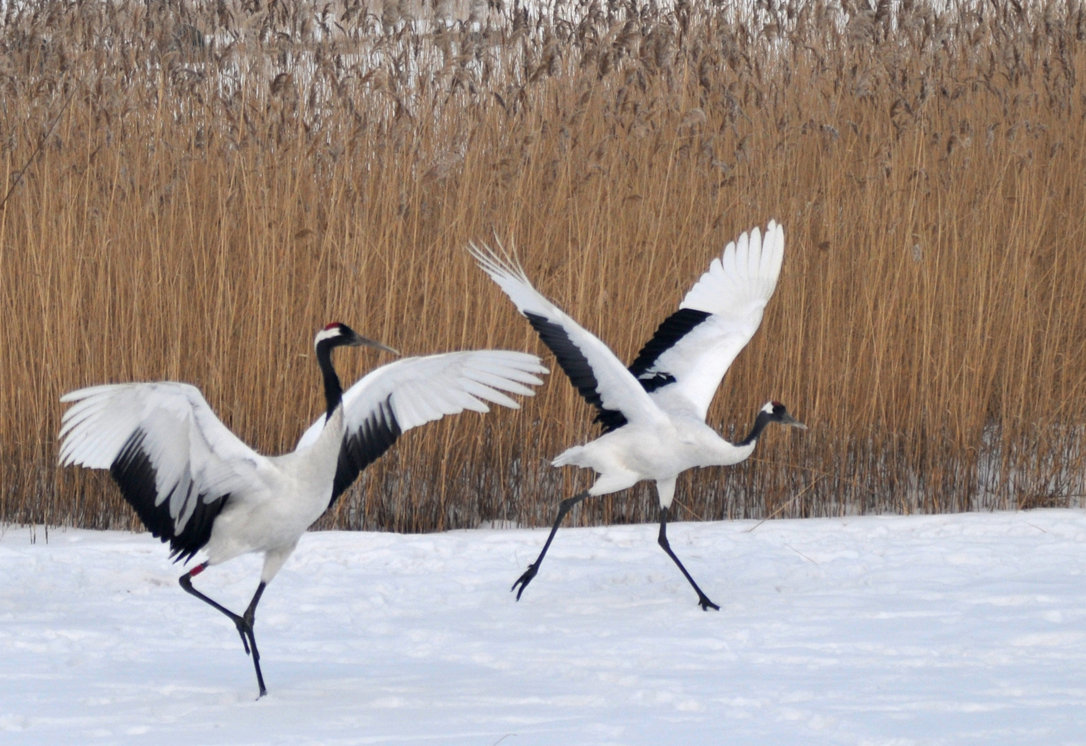 冰雪旅游文旅,文旅部全国十条冰雪旅游精品线路