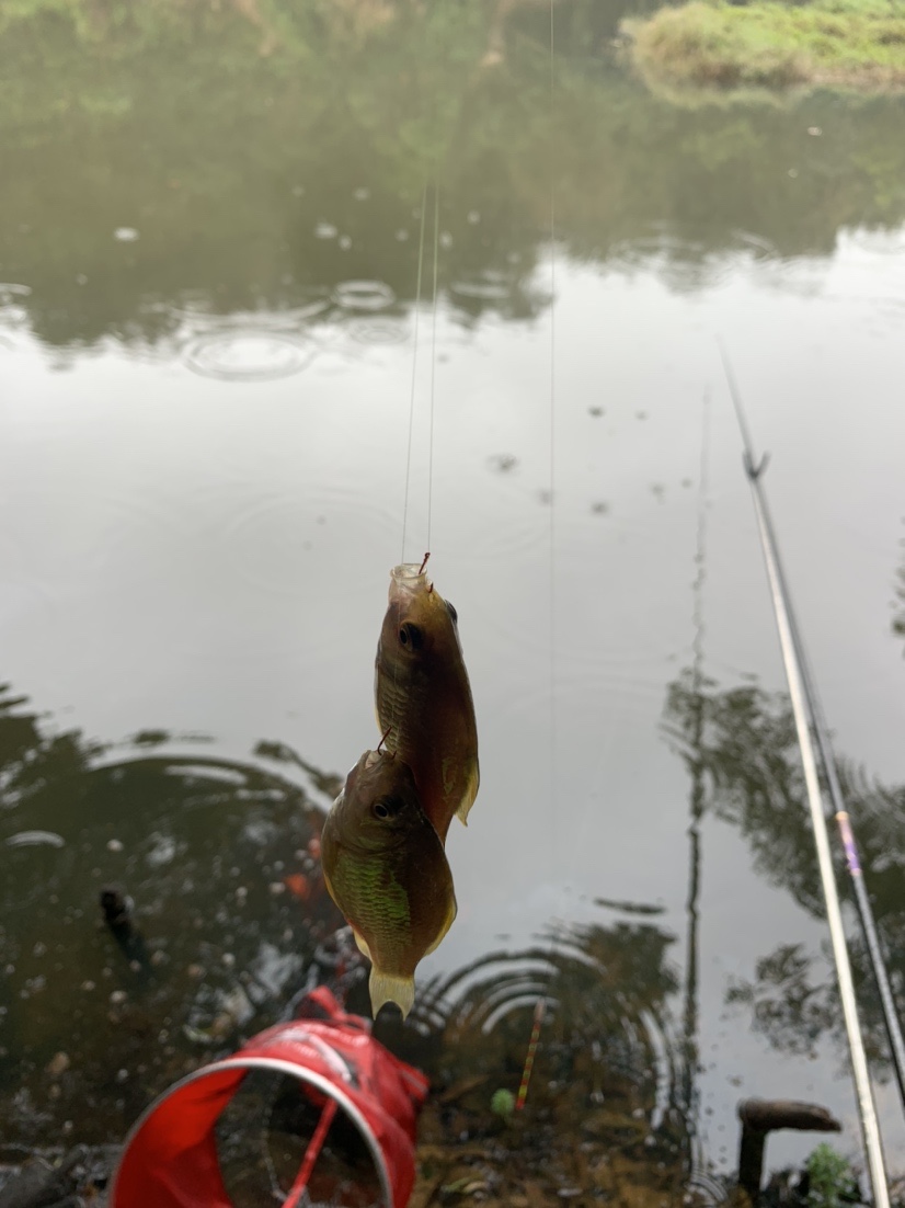 野钓鲫鱼爆护的最佳方法,冬季野钓鲫鱼小鱼闹窝严重怎么办