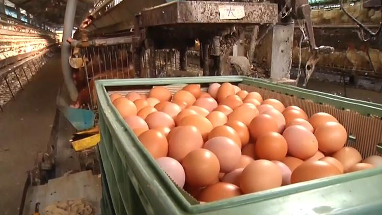 台湾最近买不到鸡蛋是真的吗,台湾吃不起茶叶蛋的原因