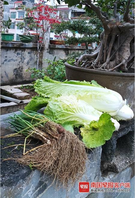 安徽民间小调抗疫,民间小调抗击病毒歌词