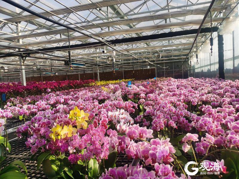 青岛正在实施的战略举措,聚焦国家重大战略