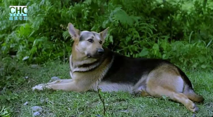 日本人看到刘烨的反应,日本人看刘烨