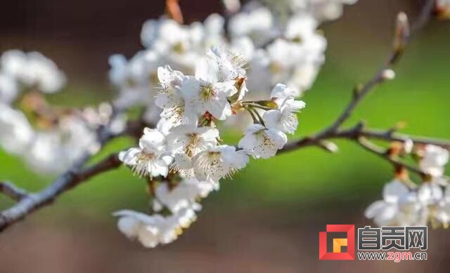 春游去哪？这份自贡“赏花地图”请收藏