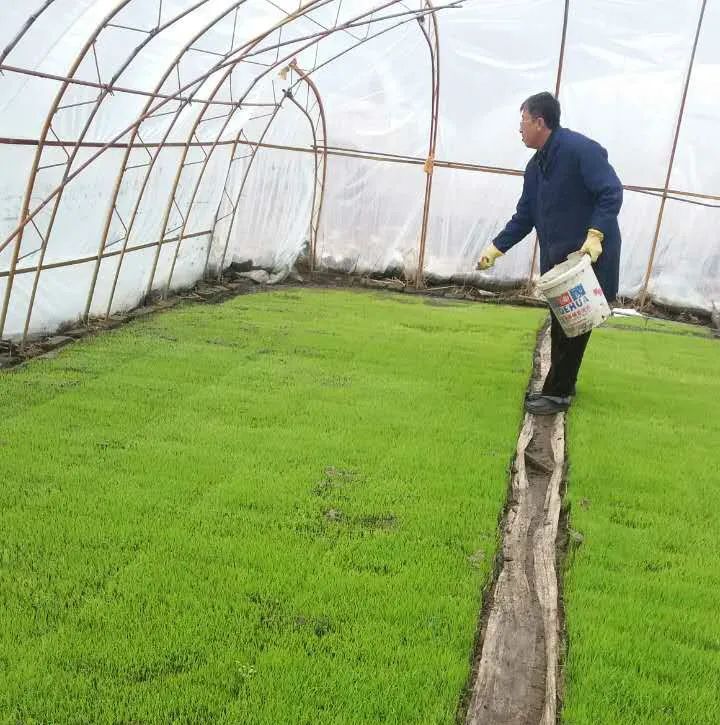 水稻栽培技术,水稻栽培技术大全