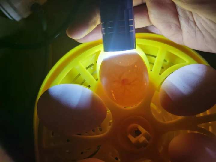 当班级里来了两只鸡……这群孩子不仅孵了蛋，赚了钱，还进行了生命教育