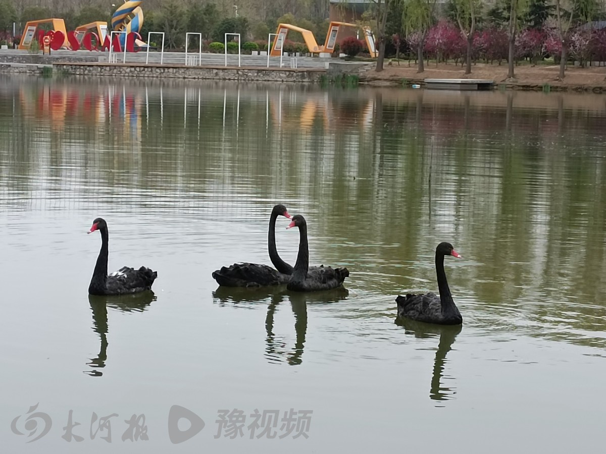 天鹅落户伊犁河,黑天鹅安家高校称霸湖面