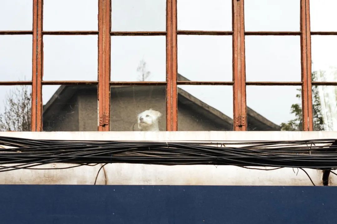 宠物方舱,宠物方舱真相在哪