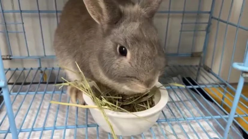 揭秘全国首个“宠物方舱”：揭秘全国首个“宠物方舱”：它们过得怎么样？它们过得怎么样？