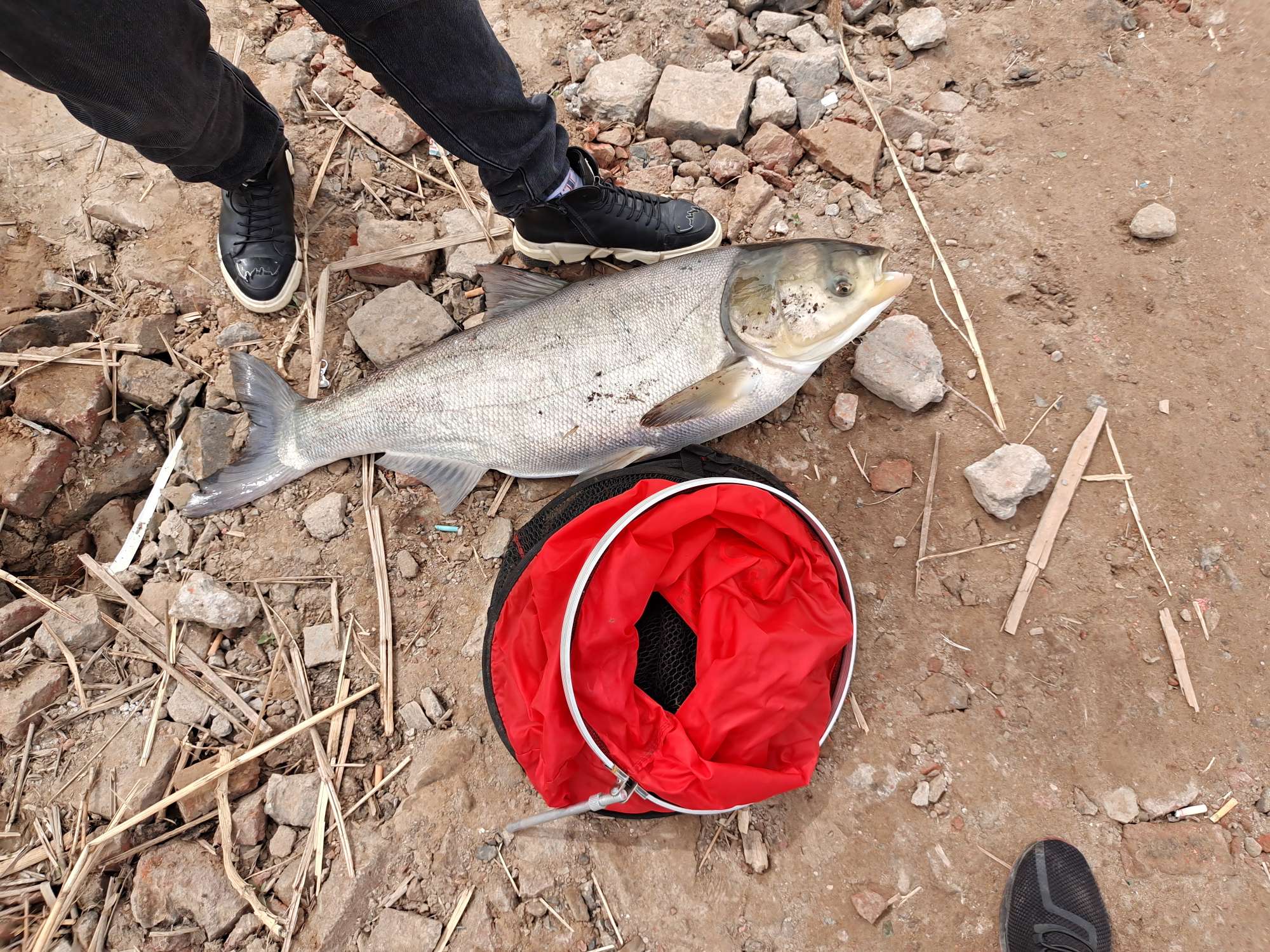 收获400斤巨鱼视频,四月收获记录